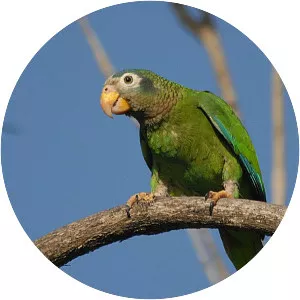 Yellow-billed amazon