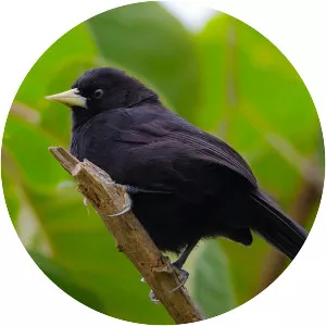 Yellow-billed cacique