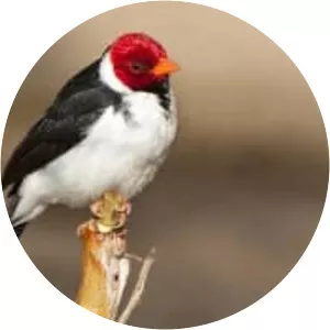 Yellow-billed cardinal