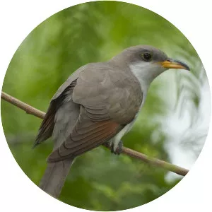 Yellow-billed cuckoo