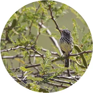 Yellow-billed tit-tyrant - Birds
