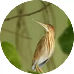 Yellow bittern