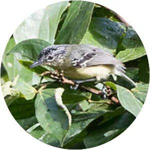 Yellow-breasted antwren