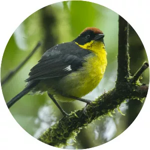 Yellow-breasted brush finch