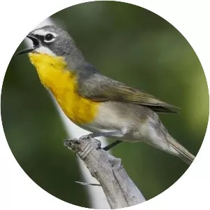Yellow-breasted chat