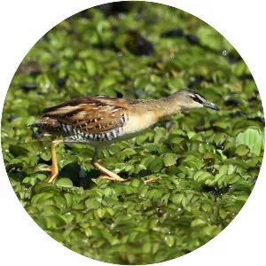 Yellow-breasted crake