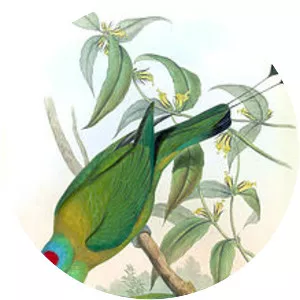 Yellow-breasted racket-tail