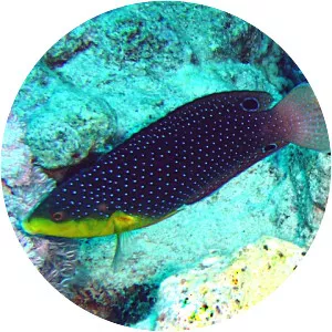 Yellow-breasted wrasse