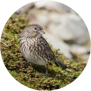 Yellow-bridled finch - Bird