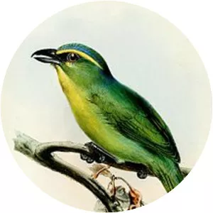 Yellow-browed shrike-vireo