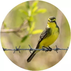 Yellow-browed tyrant - 