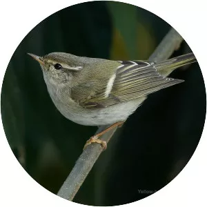 Yellow-browed warbler