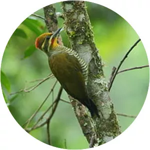 Yellow-browed woodpecker