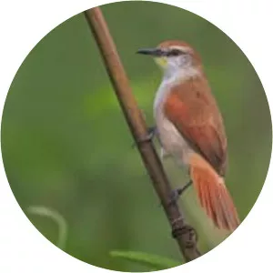 Yellow-chinned spinetail - Bird