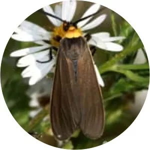 Yellow-collared scape moth