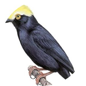 Yellow-crested helmetshrike - Birds