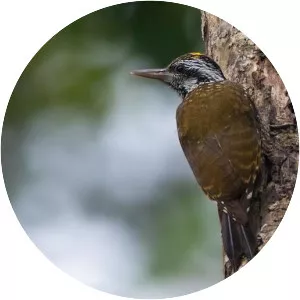 Yellow-crested woodpecker