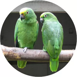 Yellow-crowned amazon