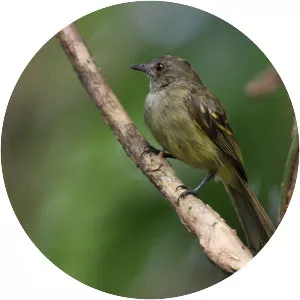 Yellow-crowned elaenia