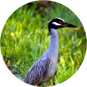Yellow-crowned night heron