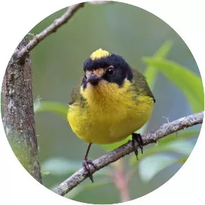 Yellow-crowned whitestart - Bird