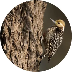 Yellow-crowned woodpecker