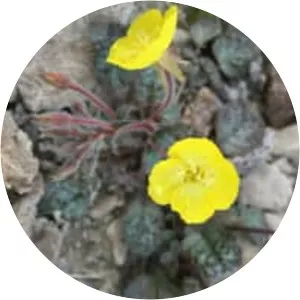 Yellow cups - Plants