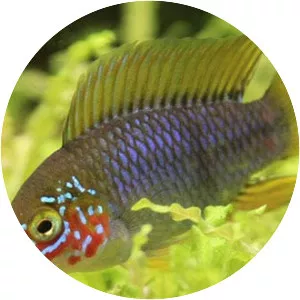 Yellow dwarf cichlid