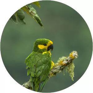 Yellow-eared parrot