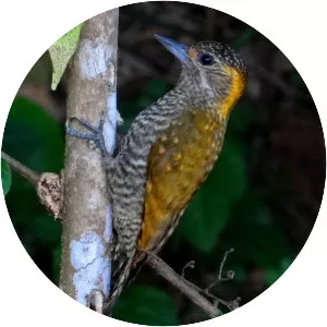 Yellow-eared woodpecker - Bird