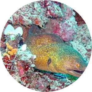 Yellow-edged moray