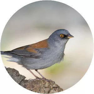 Yellow-eyed junco