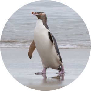 Yellow-eyed penguin