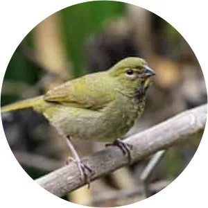 Yellow-faced grassquit