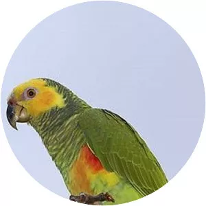 Yellow-faced parrot