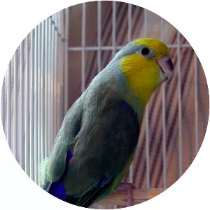 Yellow-faced parrotlet