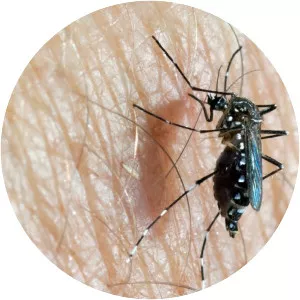 Yellow fever mosquito