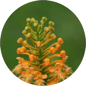 Yellow fringed orchid - Plants