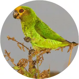Yellow-fronted parrot