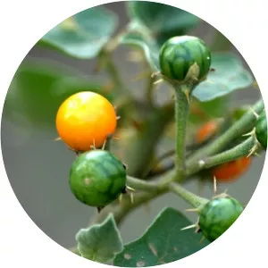 Yellow-fruit nightshade