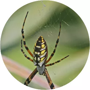 Yellow garden spider