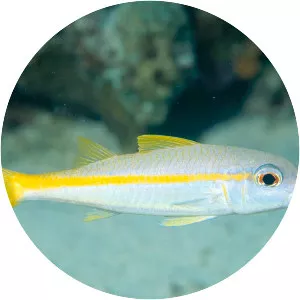 Yellow goatfish