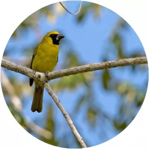 Yellow-green grosbeak - Bird