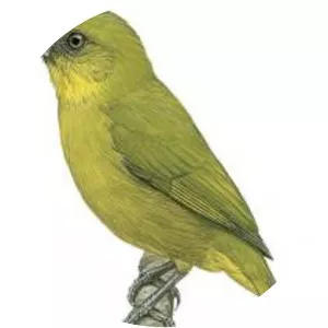 Yellow-green tanager