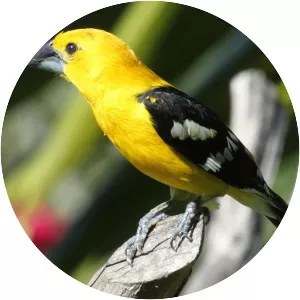 Yellow grosbeak