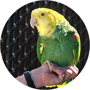 Yellow-headed amazon