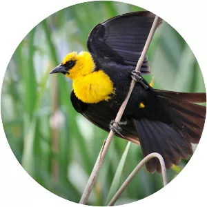 Yellow-headed blackbird