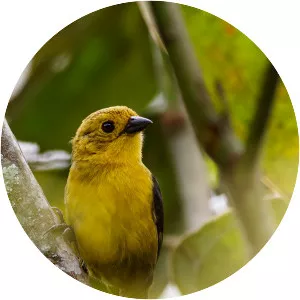 Yellow-headed brush finch
