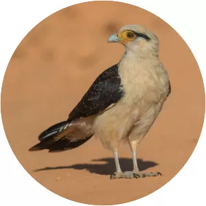 Yellow-headed caracara - Bird