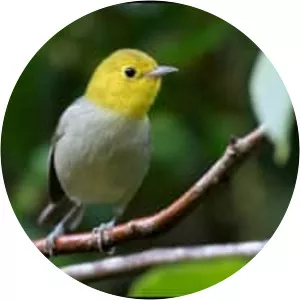 Yellow-headed warbler - Bird